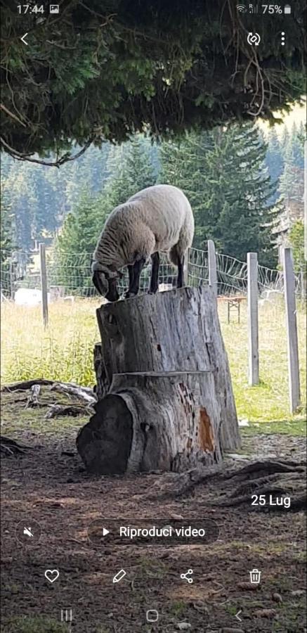 La Casa Di Grace Nella Valle Incantantata Carano  Dış mekan fotoğraf